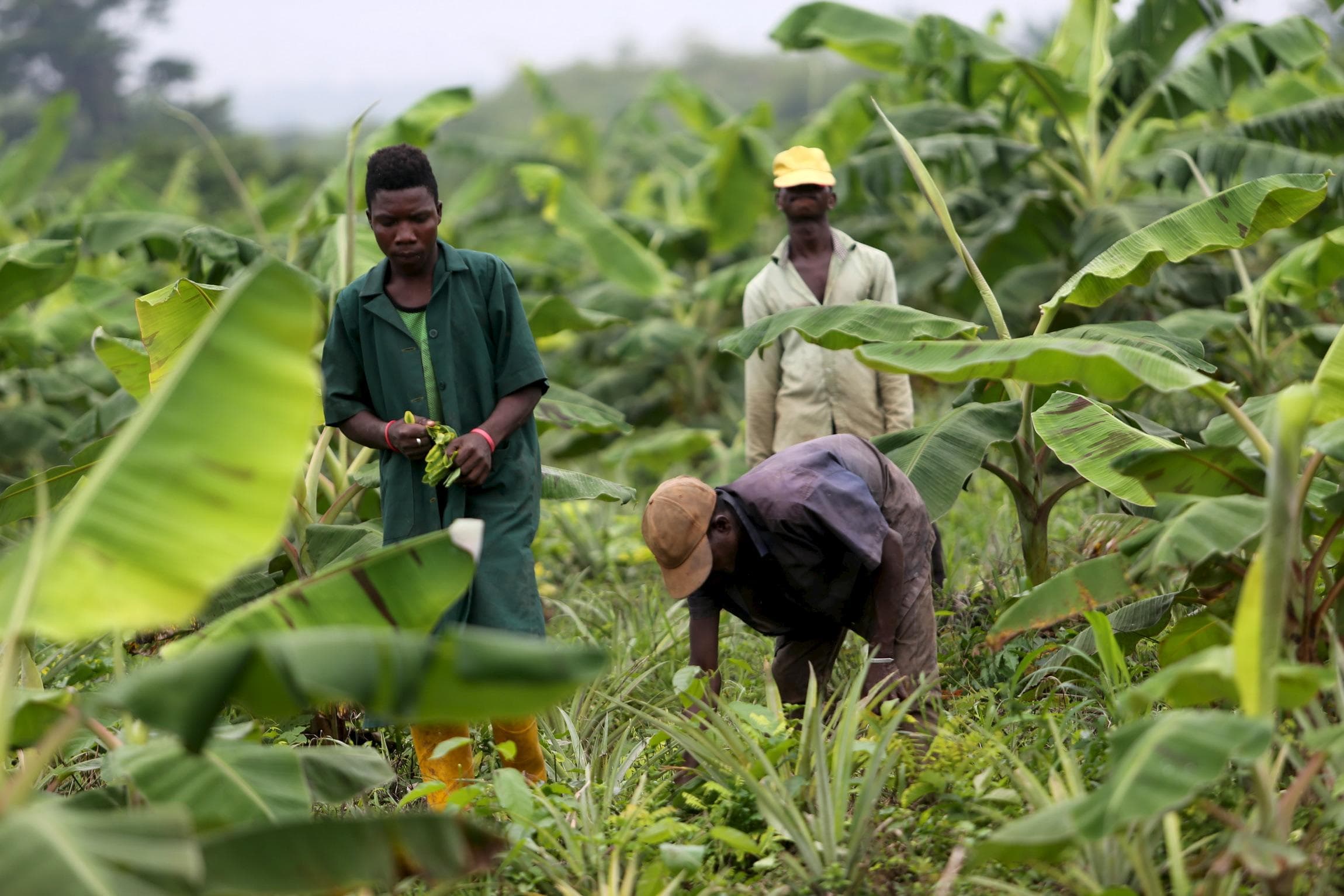 Productive farms, crops and animal husbandry.