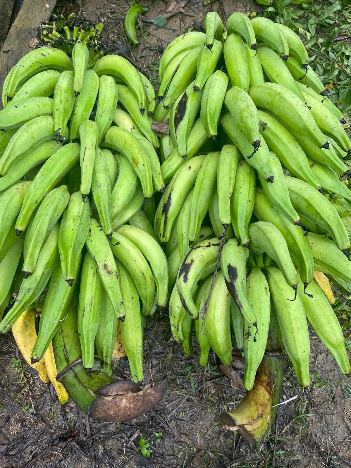 Plantain and banana